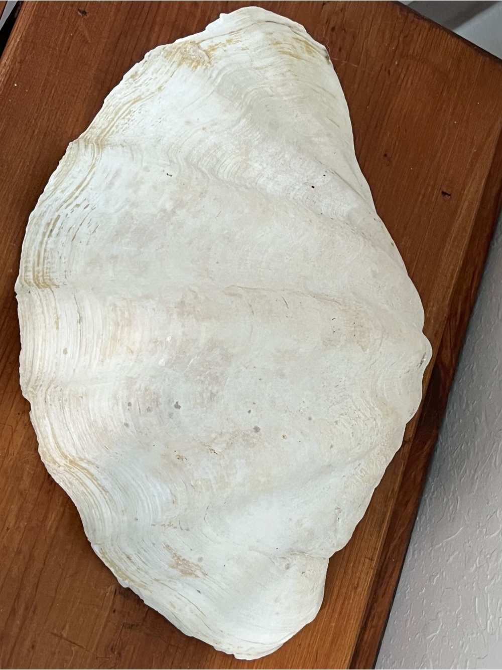 Giant Clamshell Fossilized Shell Gorgeous Collector Piece 11x7
